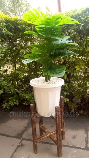 Plastic Vase, Wooden Stand and Plant