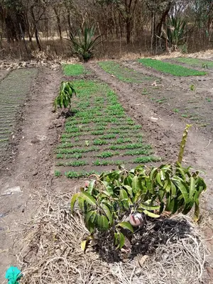 Half (1/2) Acre