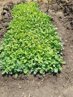 Half (1/2) Acre