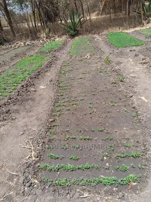 Half (1/2) Acre