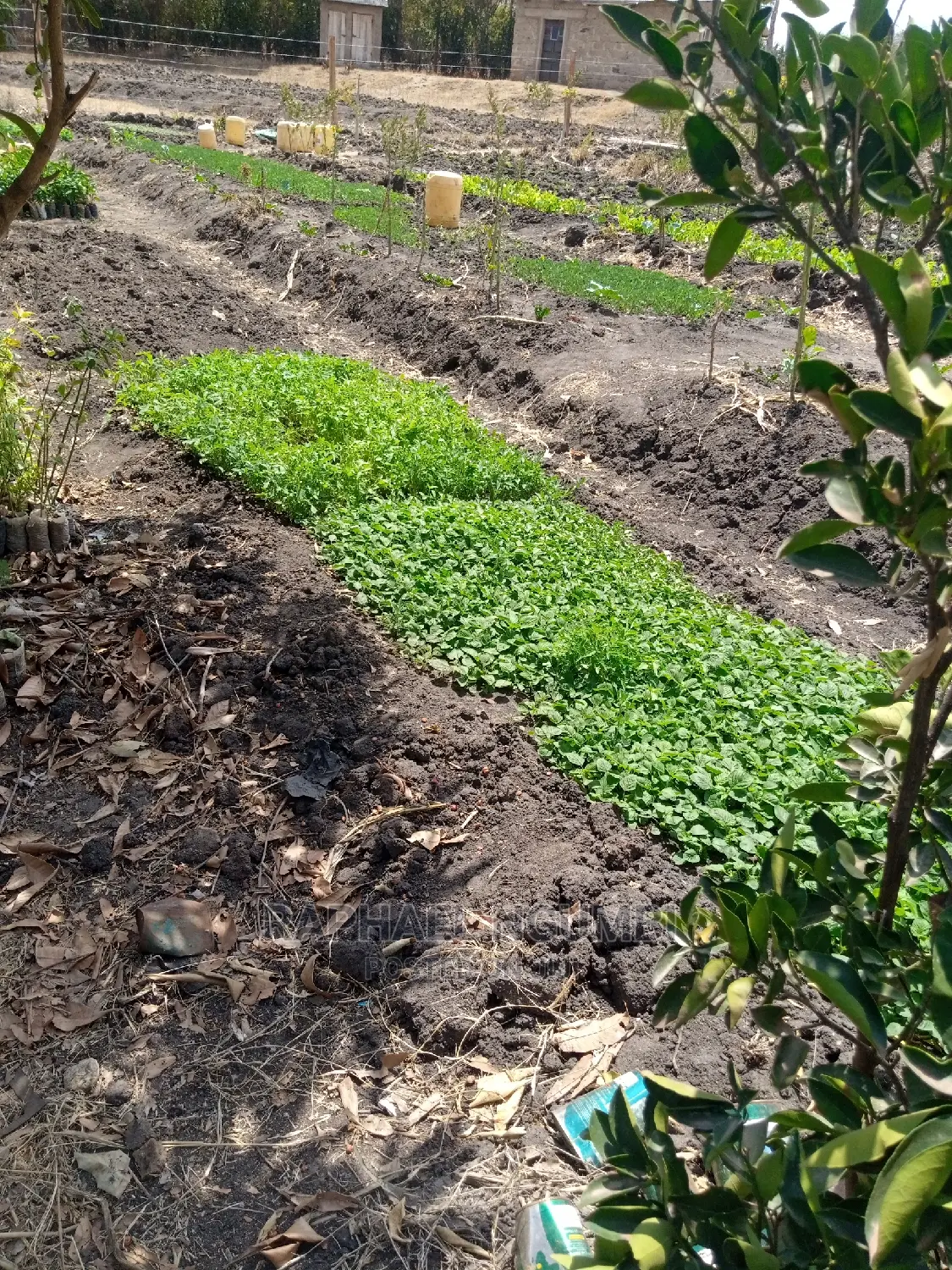 Half (1/2) Acre