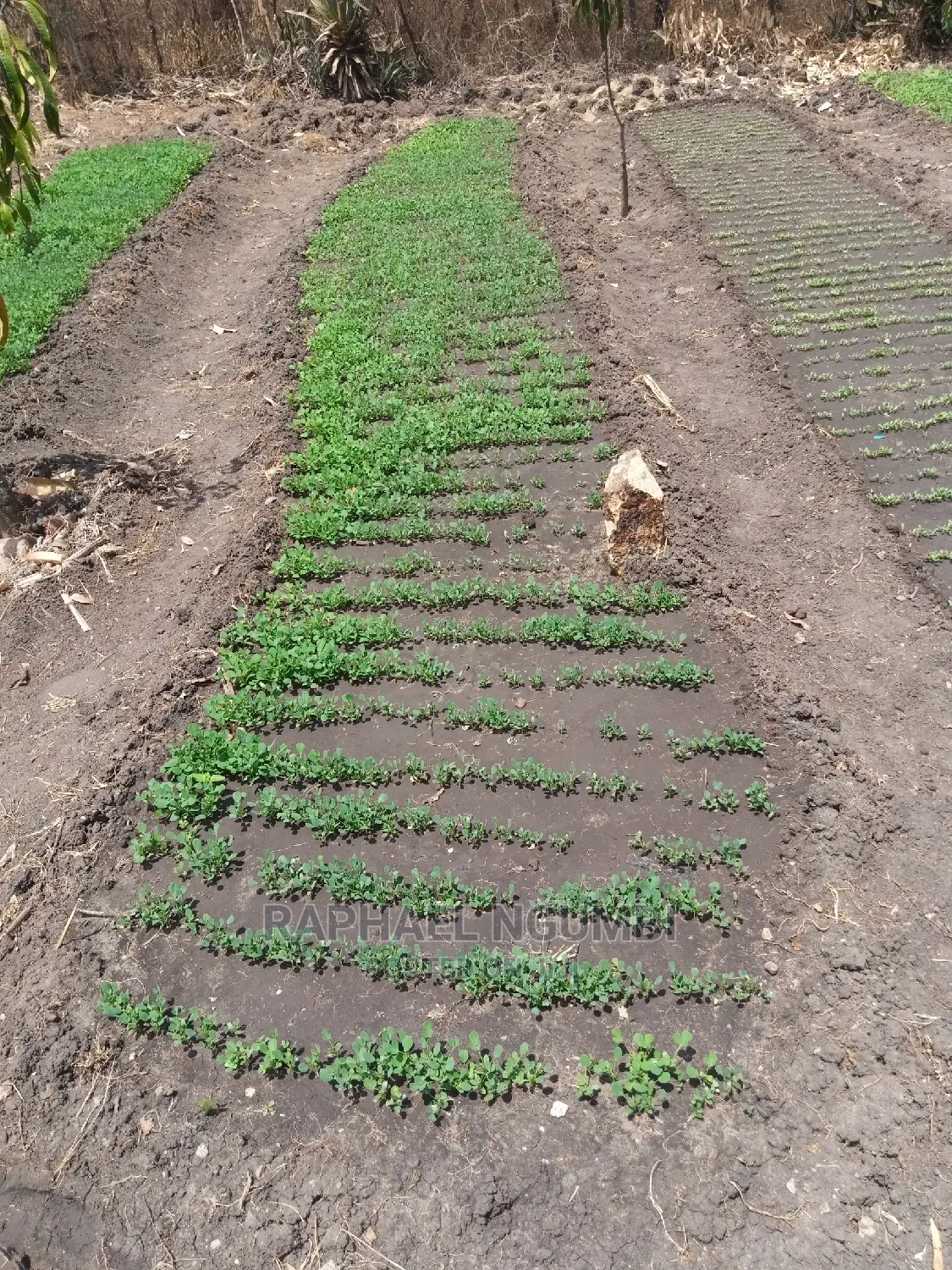 Half (1/2) Acre