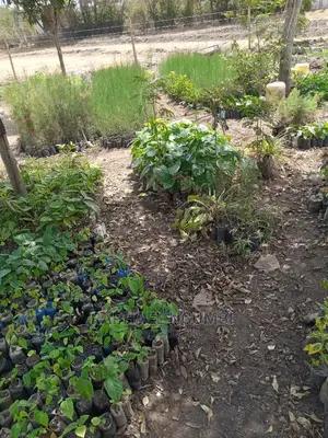 Half (1/2) Acre
