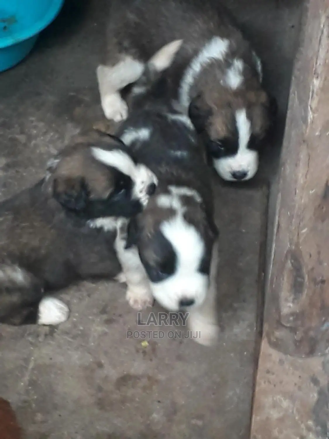 0-1 Month Female Purebred Saint Bernard
