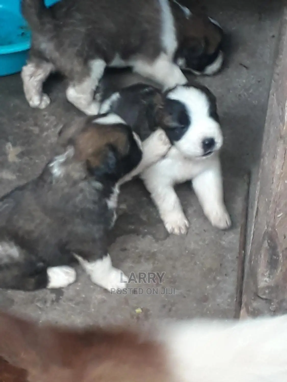 0-1 Month Female Purebred Saint Bernard