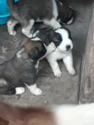 0-1 Month Female Purebred Saint Bernard