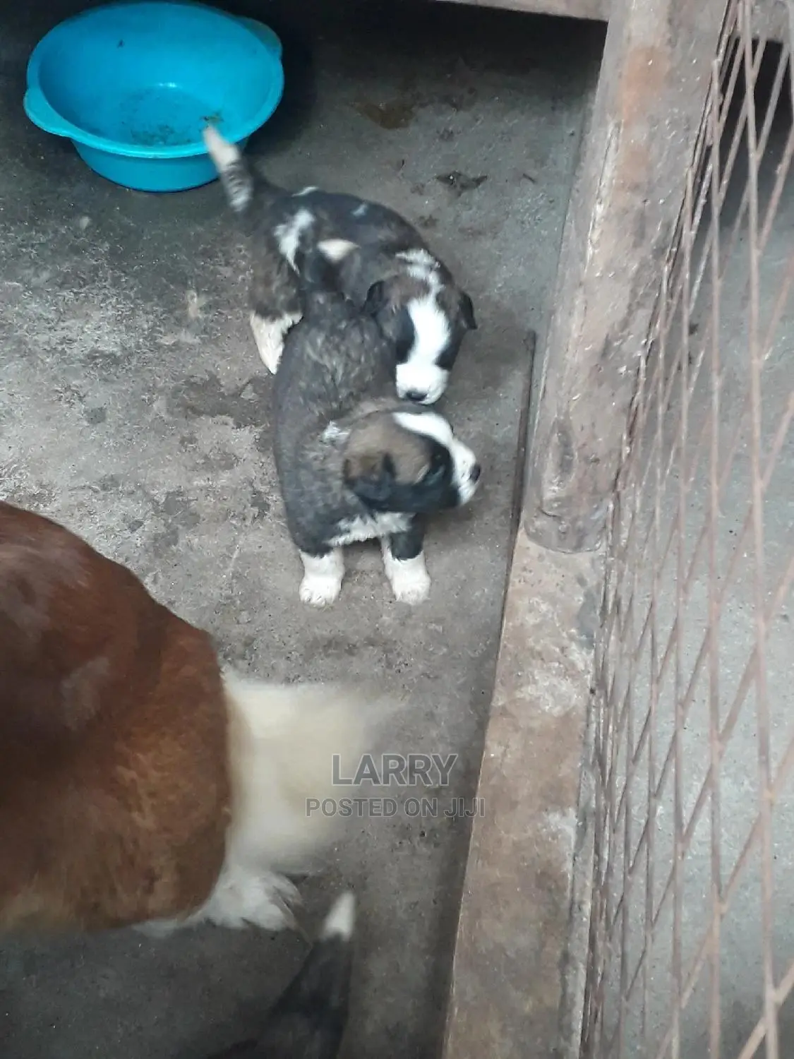 0-1 Month Female Purebred Saint Bernard