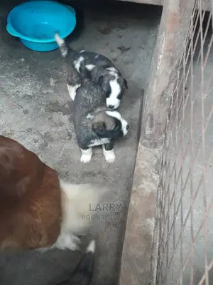 0-1 Month Female Purebred Saint Bernard