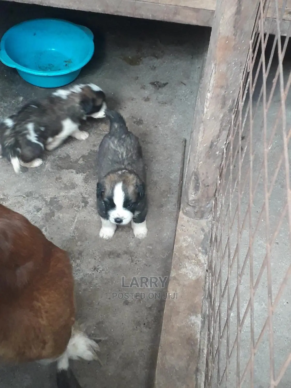 0-1 Month Female Purebred Saint Bernard
