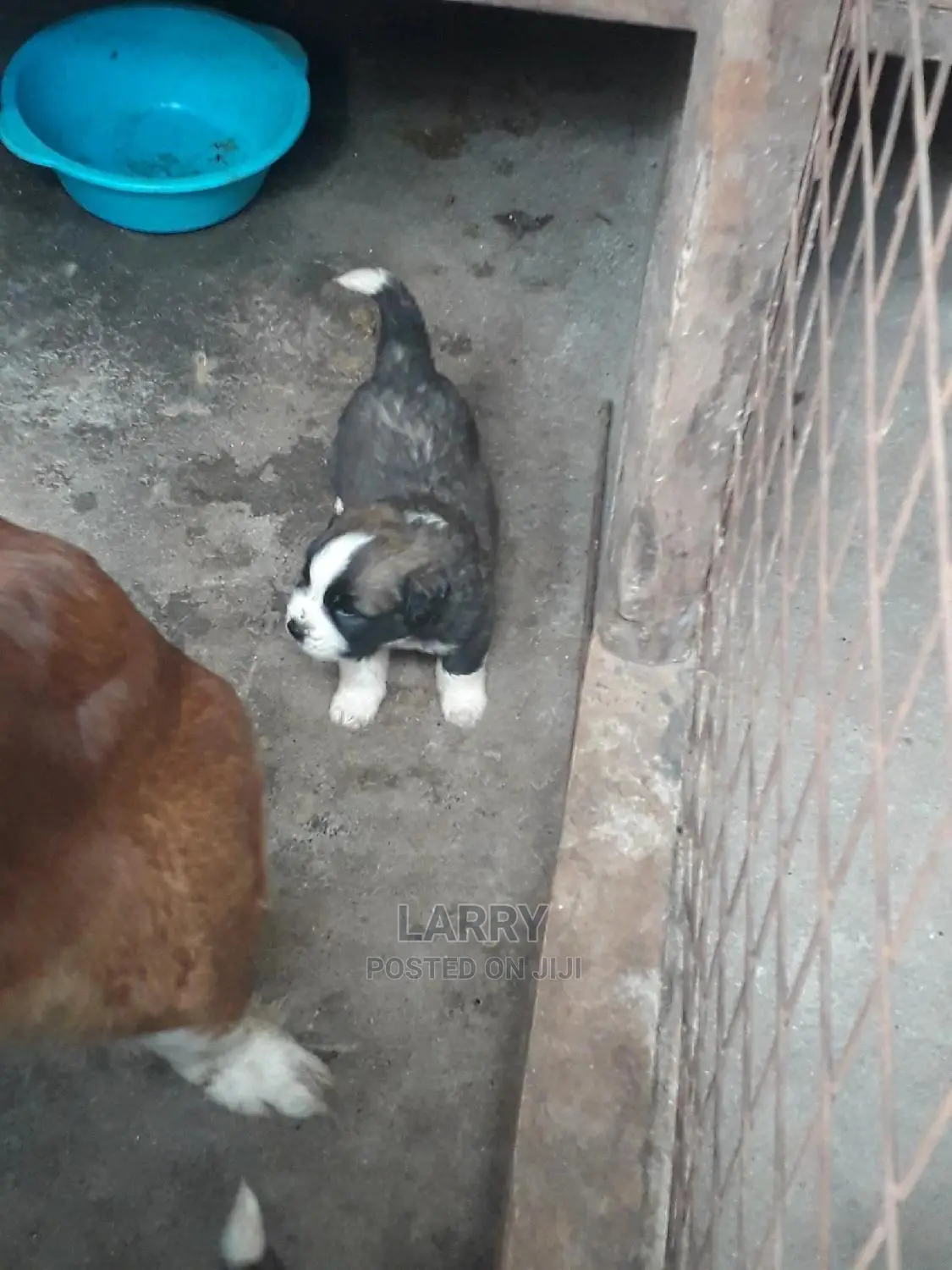 0-1 Month Female Purebred Saint Bernard
