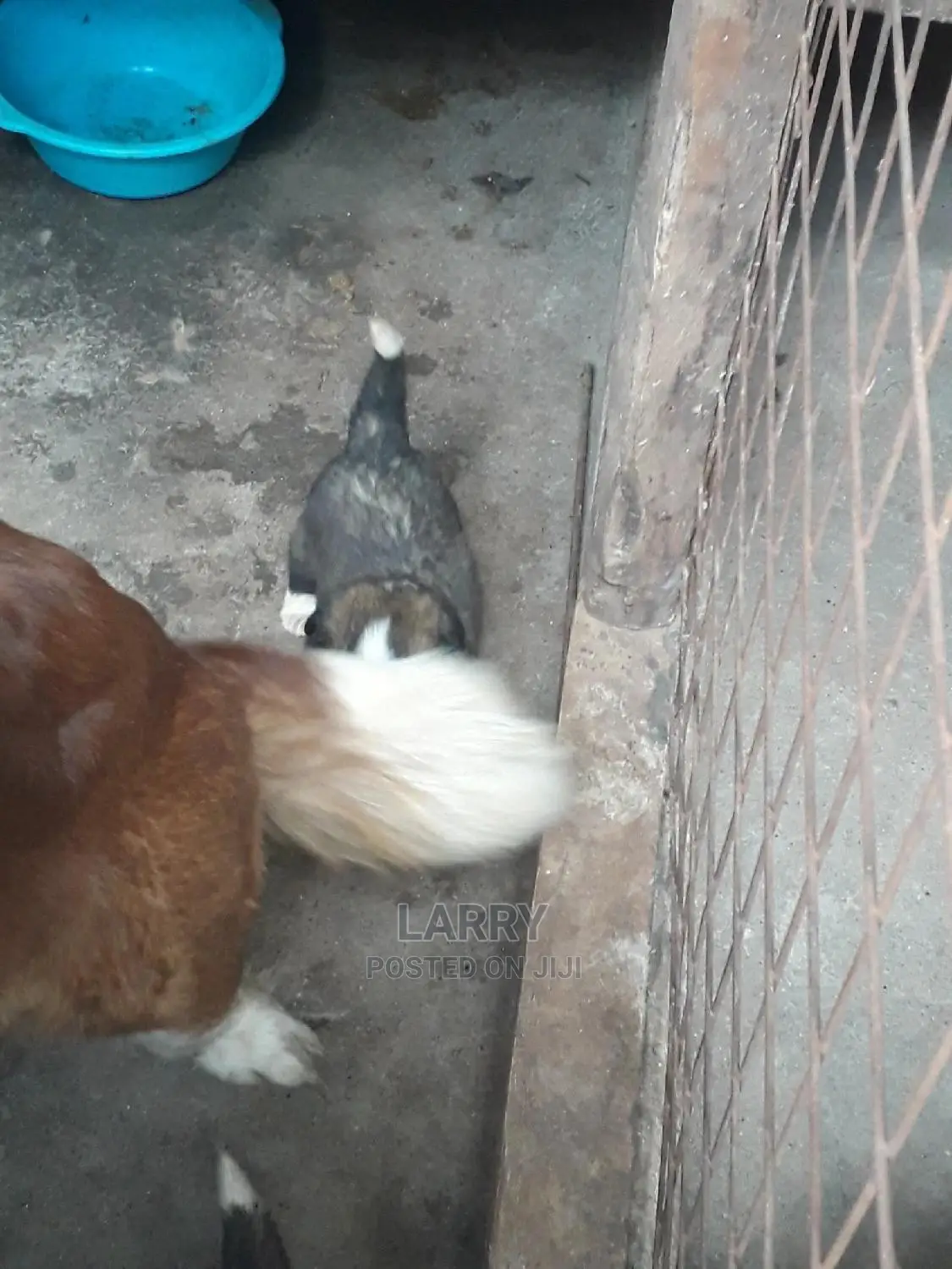0-1 Month Female Purebred Saint Bernard