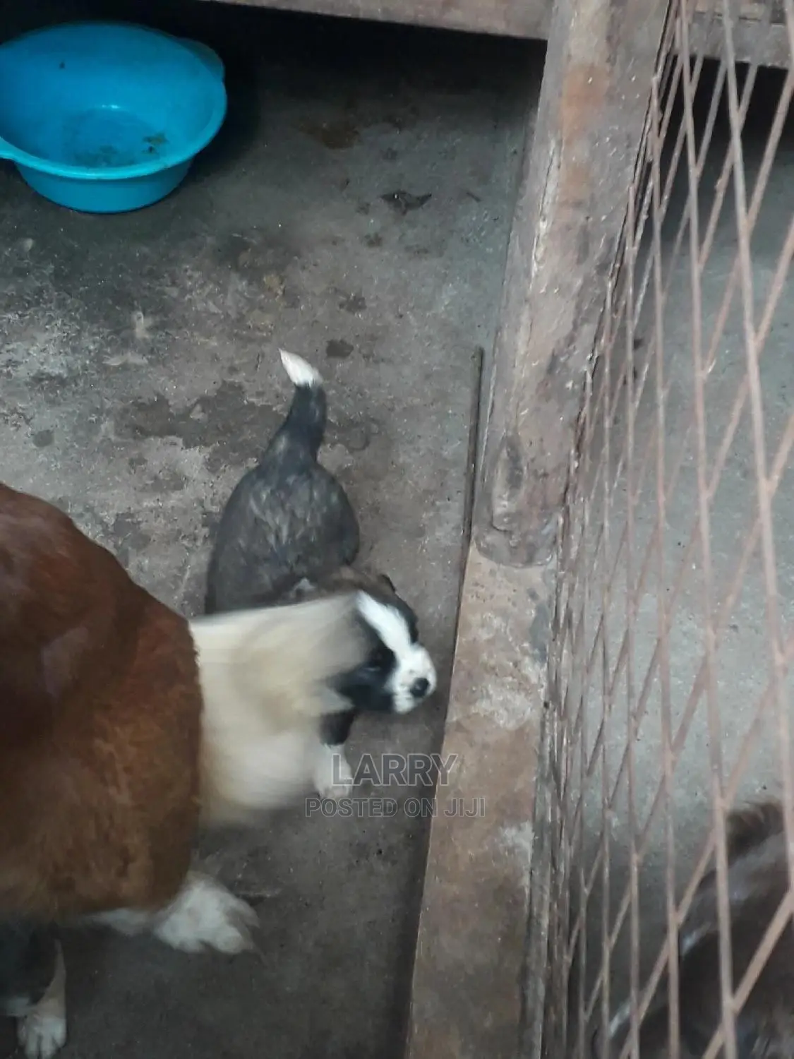 0-1 Month Female Purebred Saint Bernard