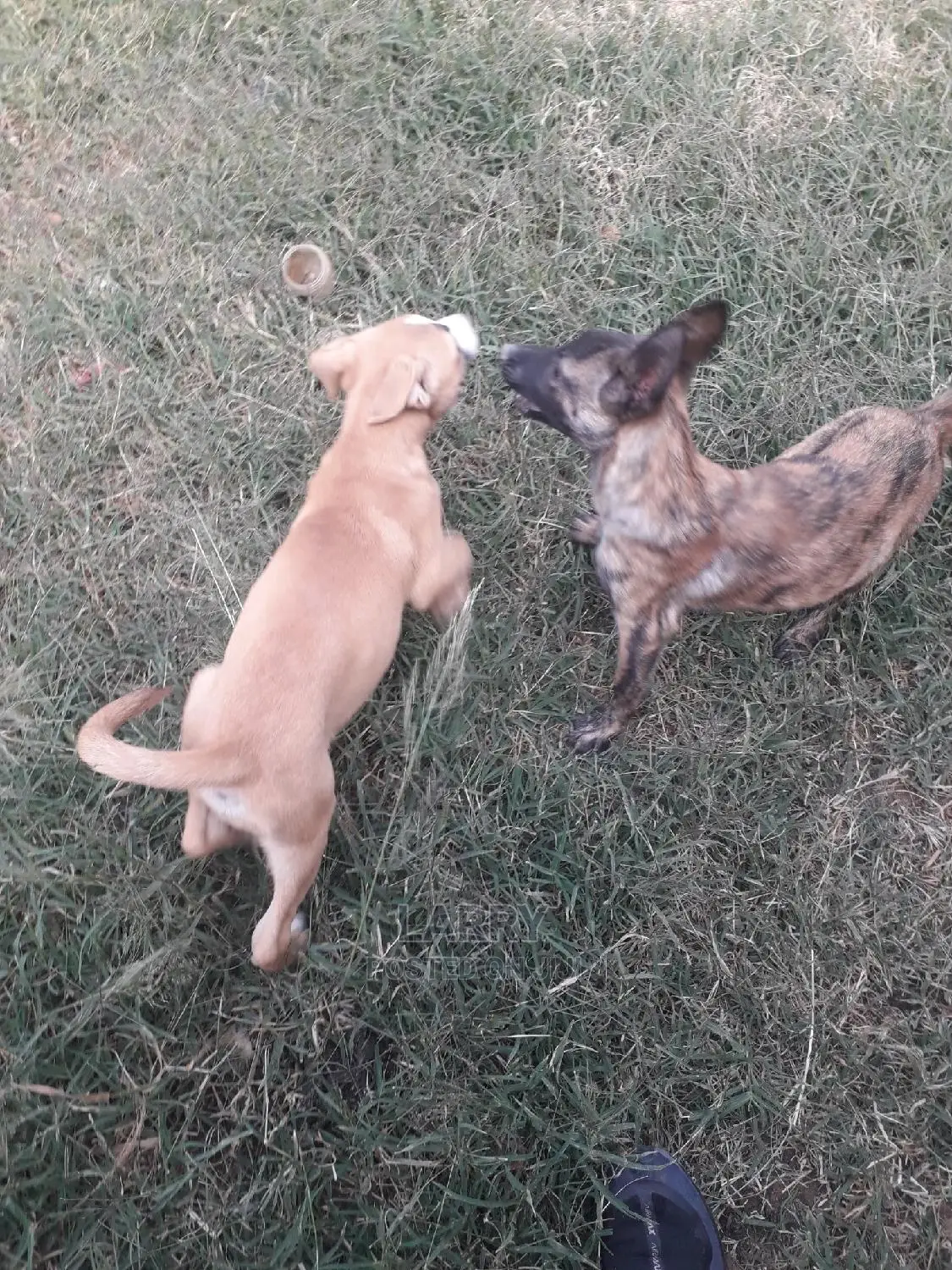 1-3 Month Male Purebred Belgian Malinois