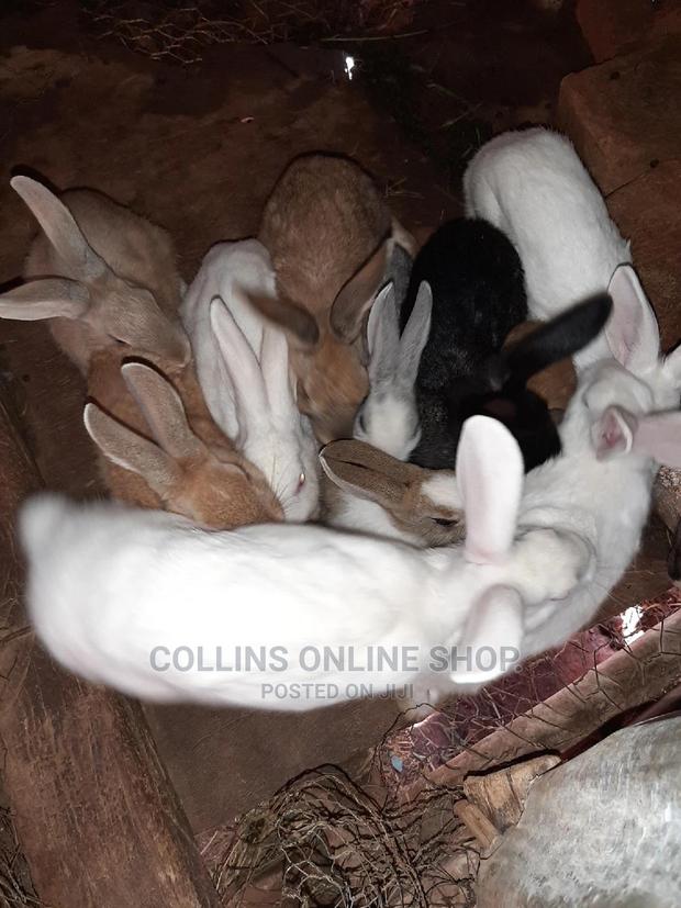 Rabbits Available - thumbnail 4