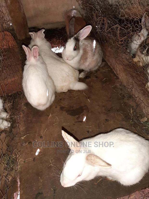 Rabbits Available - thumbnail 3