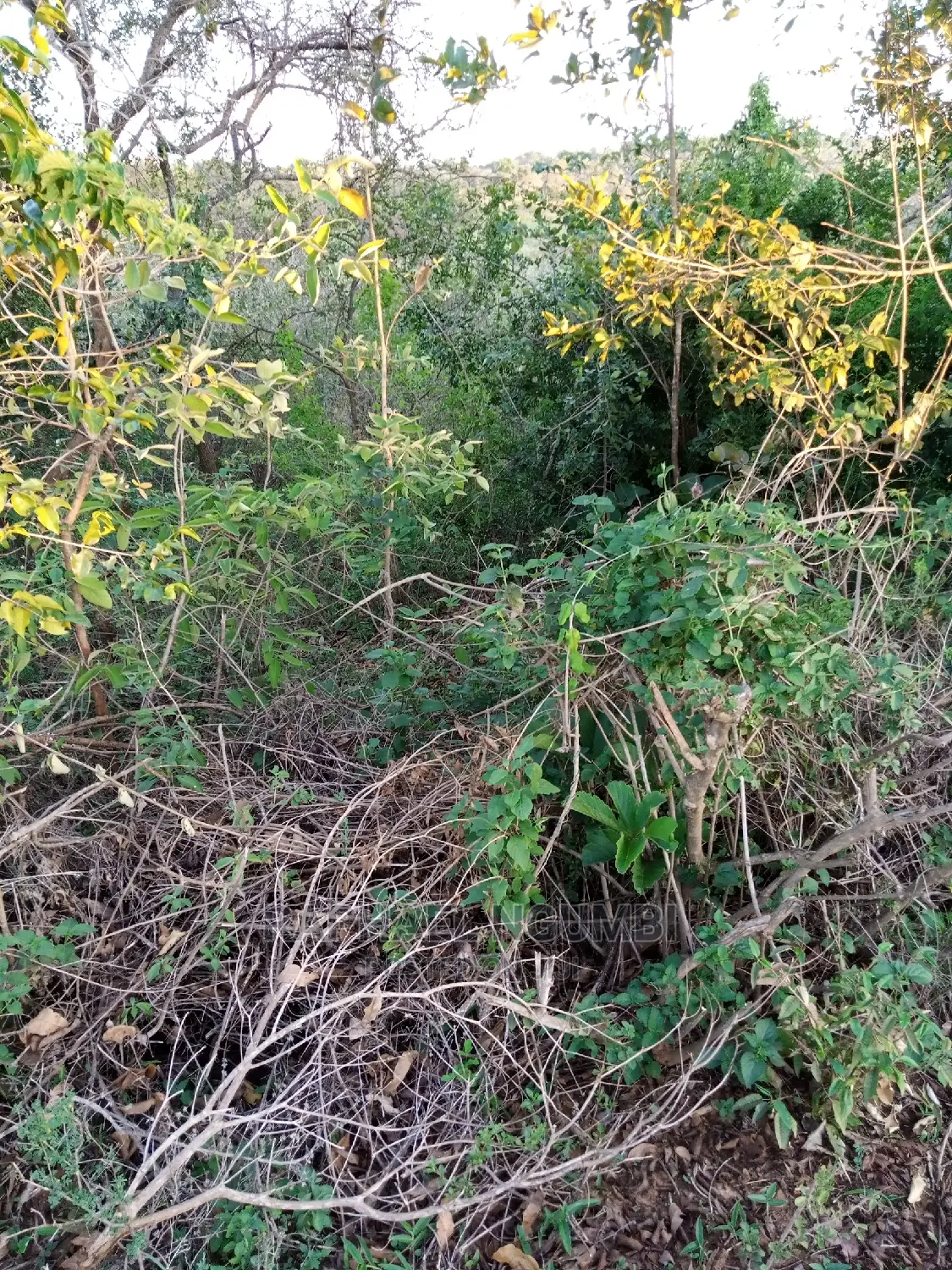 1 Acre At Kithini / Vota