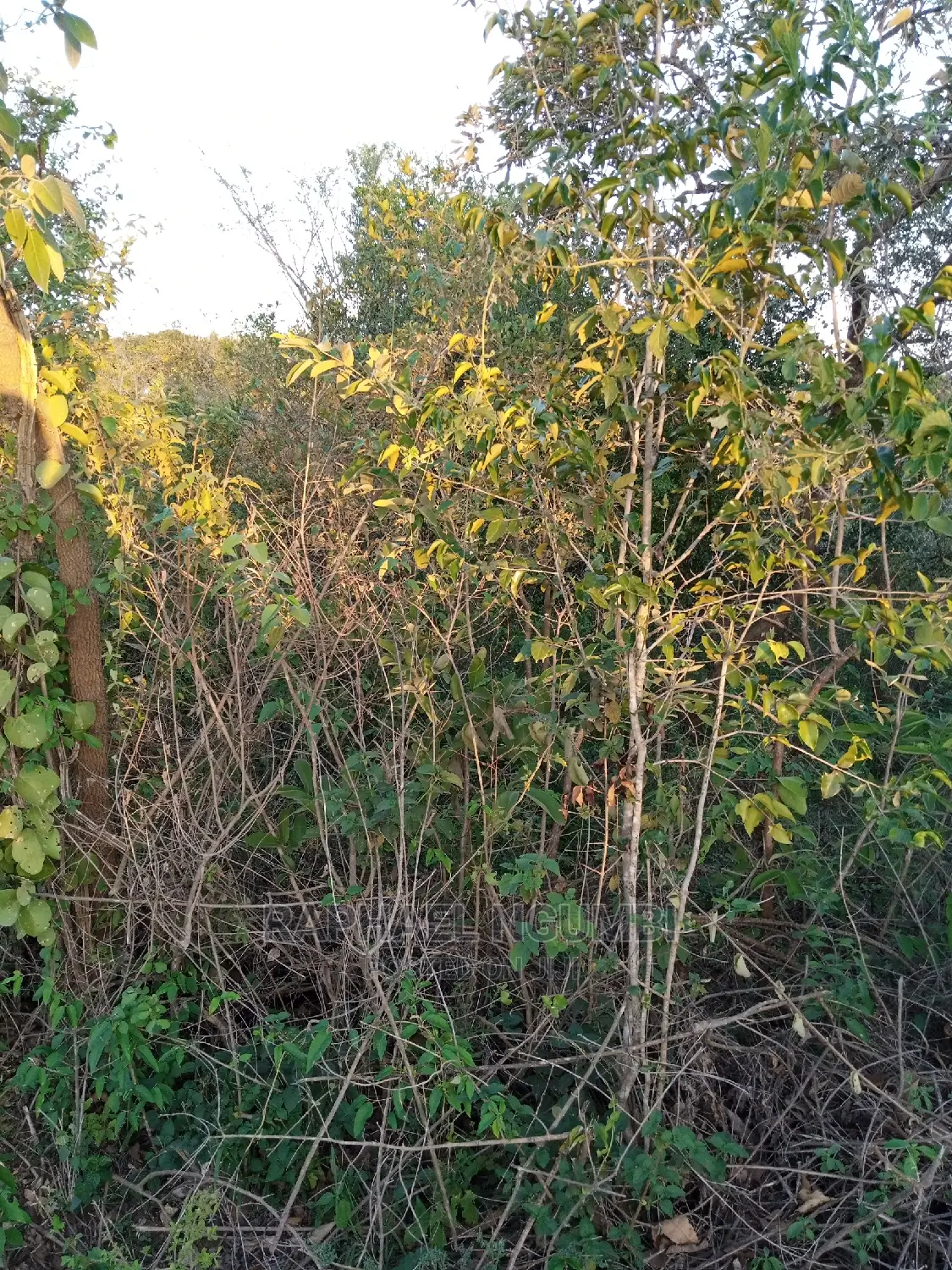 1 Acre At Kithini / Vota