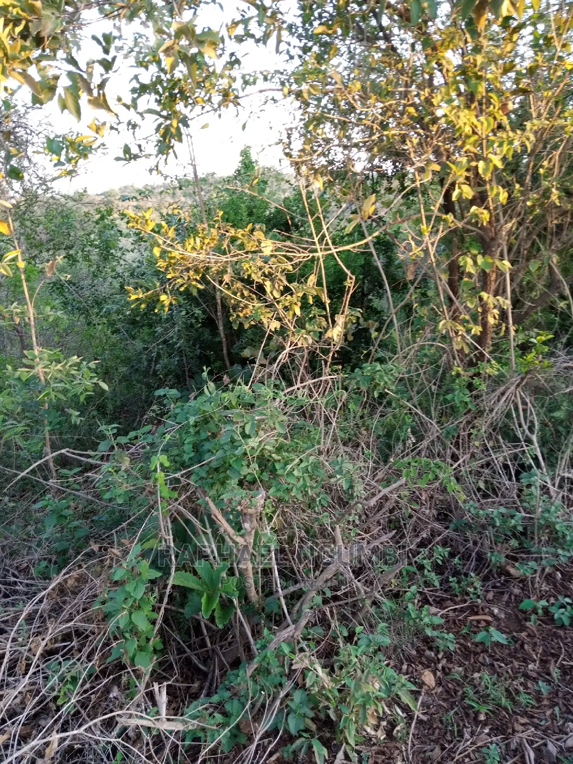 1 Acre At Kithini / Vota