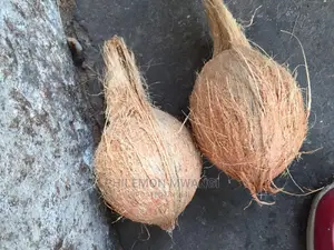 Coconuts for Sale