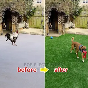 Best Quality Turf Grass