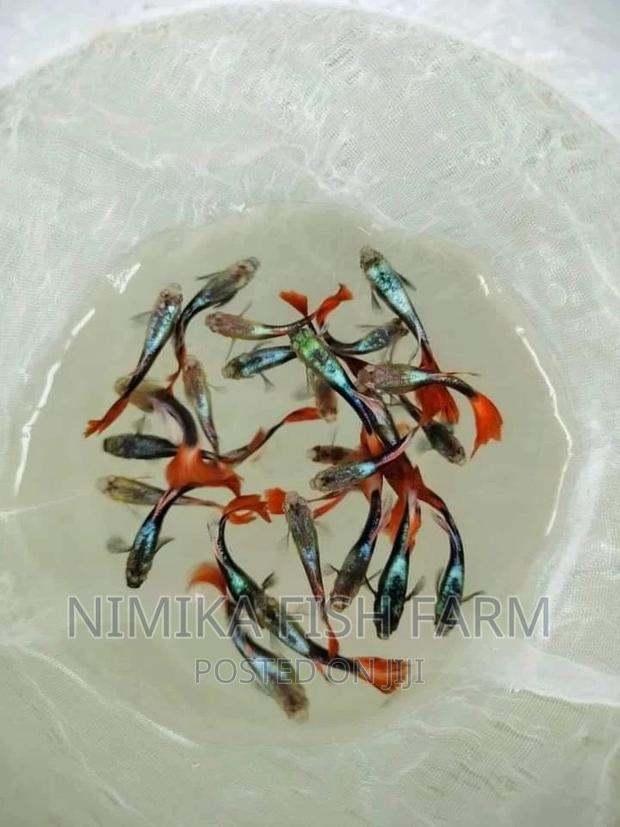 American Guppy - main view