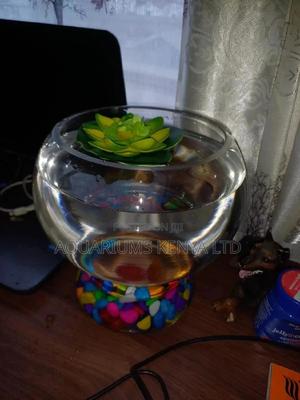 Plastic Fish Bowl 2L - thumbnail 2