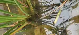 Water Reeds for Ponds - thumbnail 2