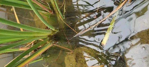 Water Reeds for Ponds - main view