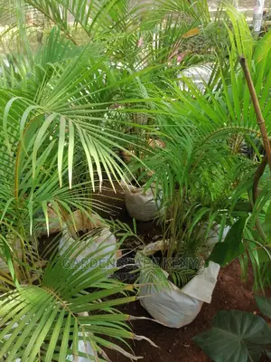 Golden Palm Trees for Landscaping