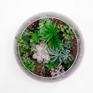 Succulents Glass Bowl, for Terrarium Use