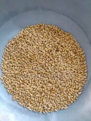 Quality Wheat Seeds