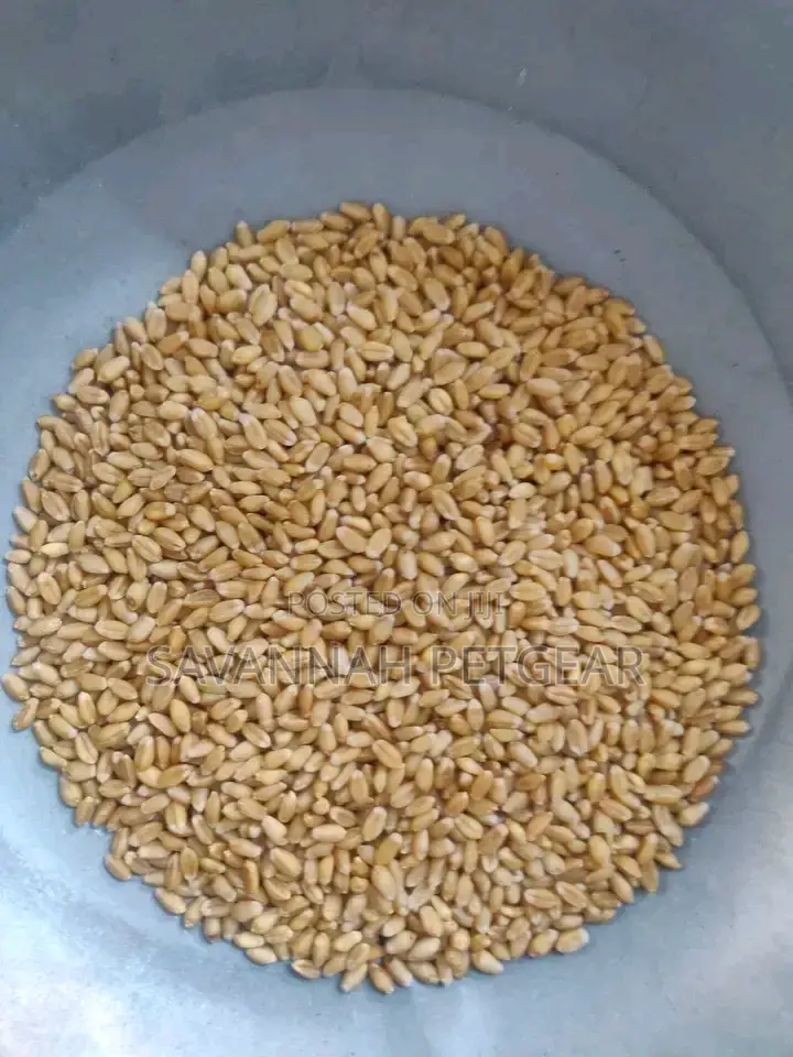 Quality Wheat Seeds
