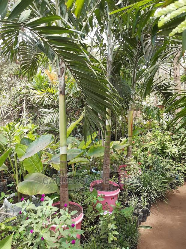 Large Landscaping Plants: Large Shrubs Big Trees, - thumbnail 3