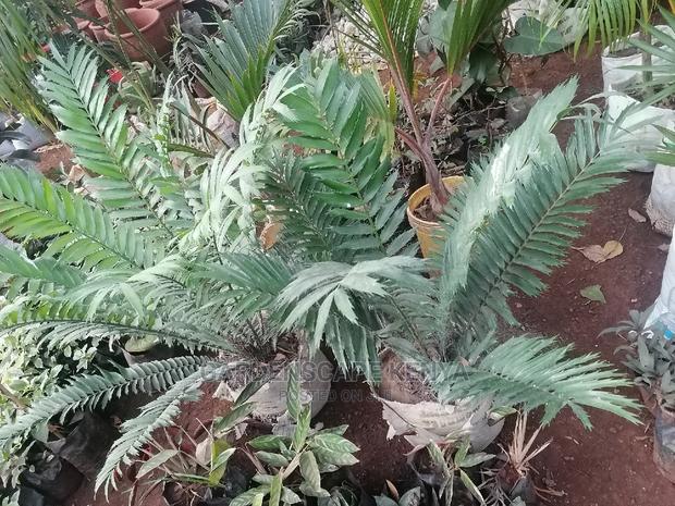 Large Landscaping Plants: Large Shrubs Big Trees, - main view