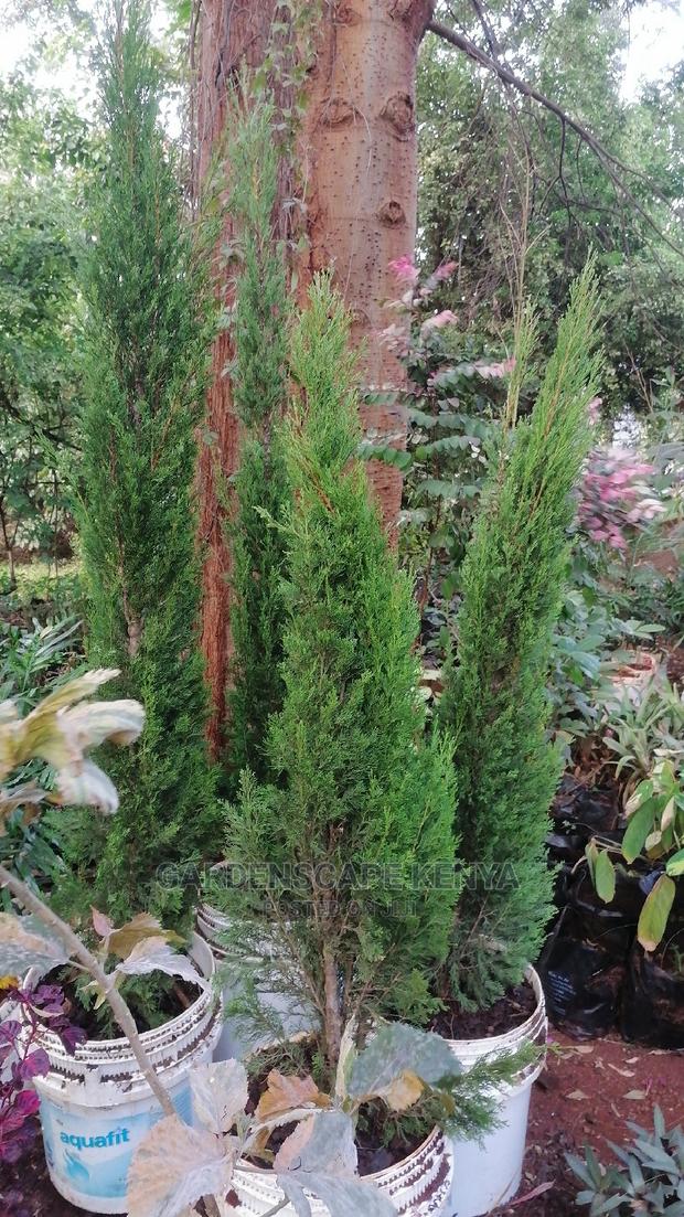 Large Landscaping Plants: Large Shrubs Big Trees, - thumbnail 6