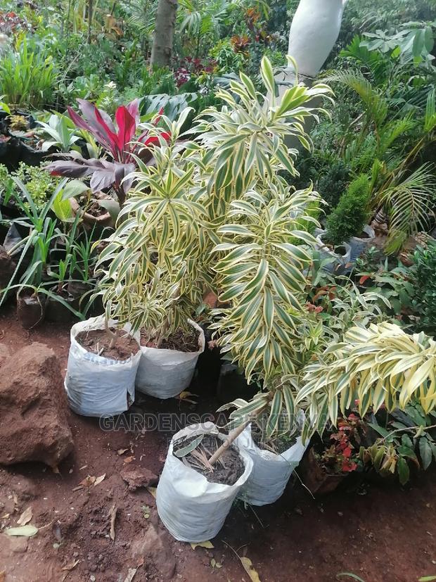Large Landscaping Plants: Large Shrubs Big Trees, - thumbnail 2