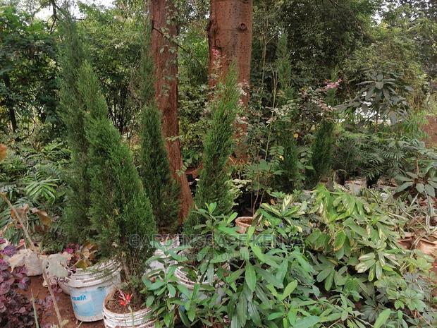 Large Landscaping Plants: Large Shrubs Big Trees, - thumbnail 5