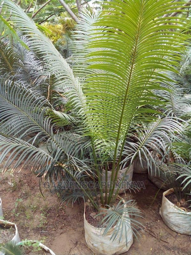 Large Landscaping Plants: Large Shrubs Big Trees, - thumbnail 9