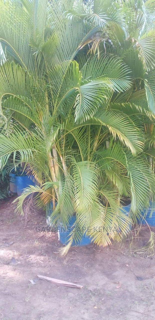 Large Landscaping Plants: Large Shrubs Big Trees, - thumbnail 12