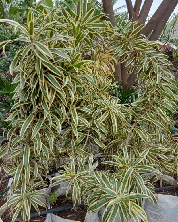 Large Landscaping Plants: Large Shrubs Big Trees, - thumbnail 11
