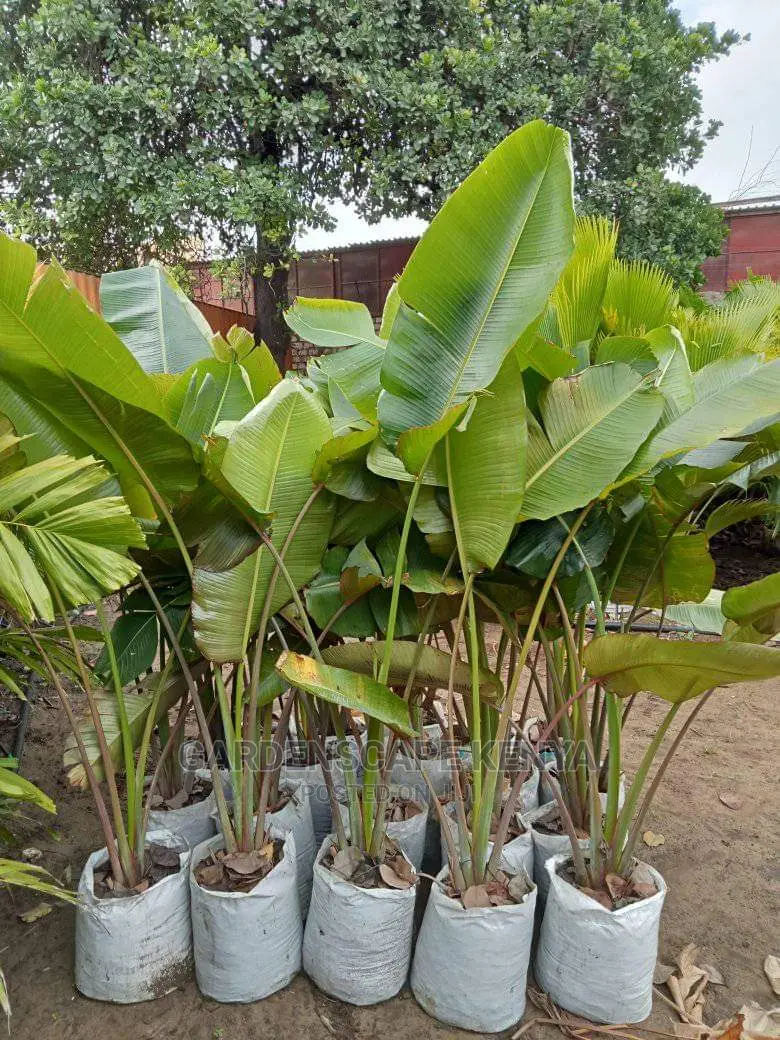 Large Landscaping Plants: Large Shrubs Big Trees,