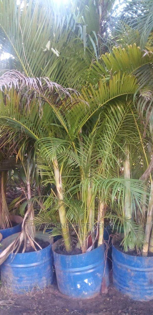 Large Landscaping Plants: Large Shrubs Big Trees, - thumbnail 17