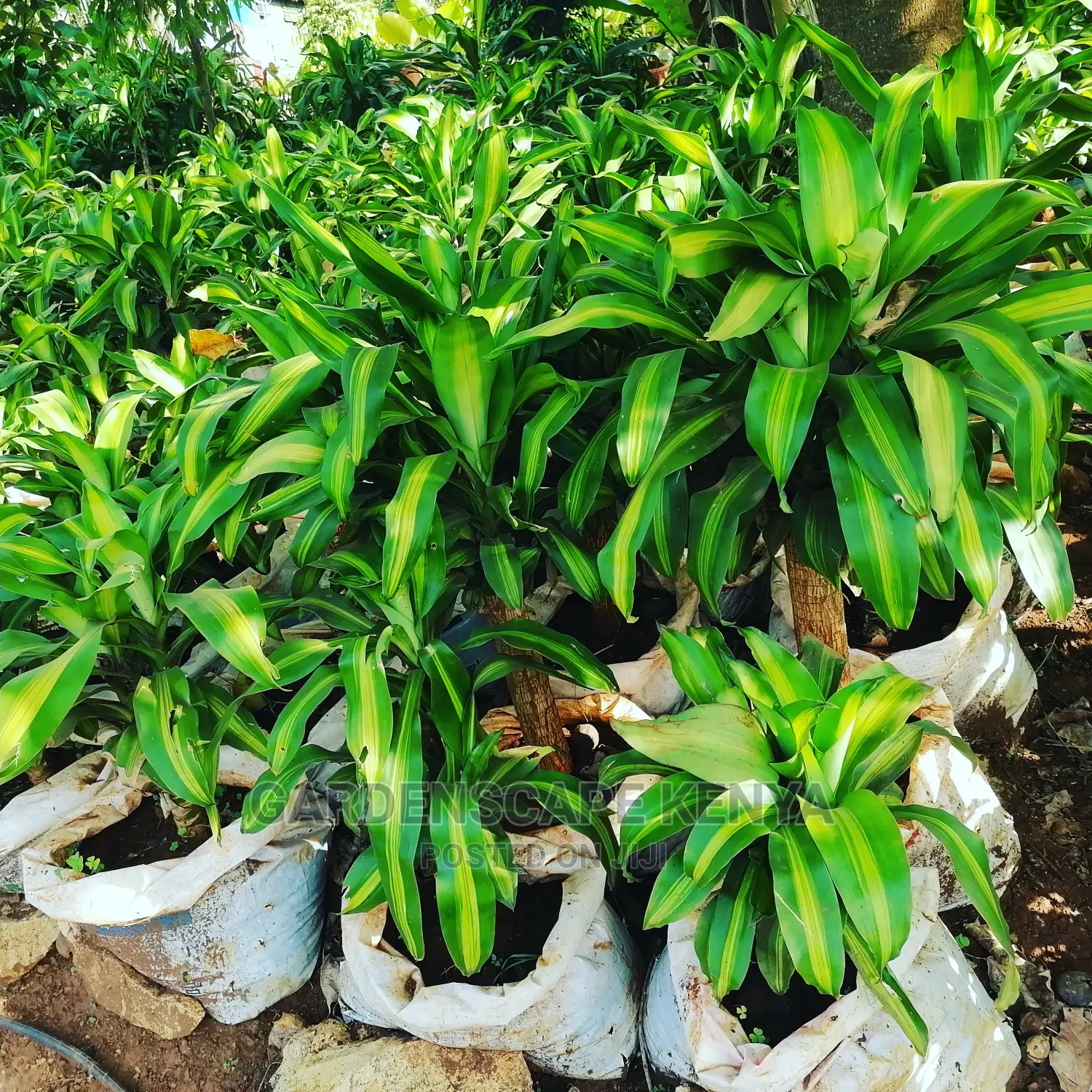 Large Landscaping Plants: Large Shrubs Big Trees,