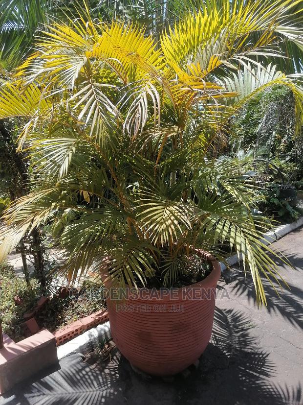 Large Landscaping Plants: Large Shrubs Big Trees, - thumbnail 20