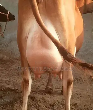 Dairy Pedigree Cows for Sale