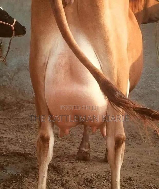 Dairy Pedigree Cows for Sale - thumbnail 6