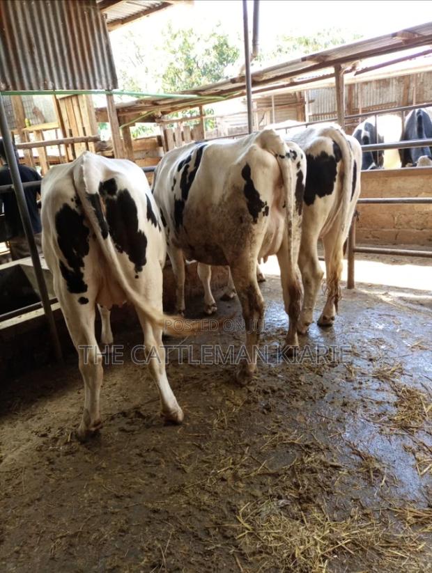 Dairy Pedigree Cows for Sale - main view