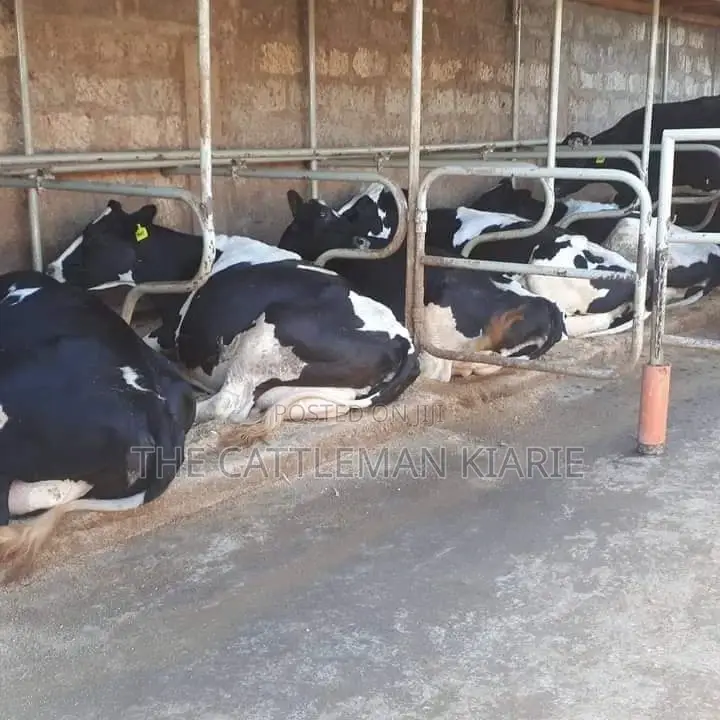 Dairy Pedigree Cows for Sale