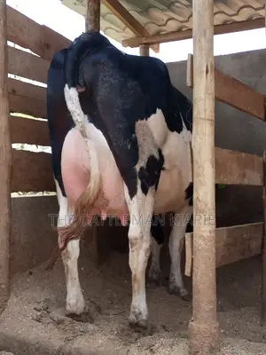 Dairy Pedigree Cows for Sale