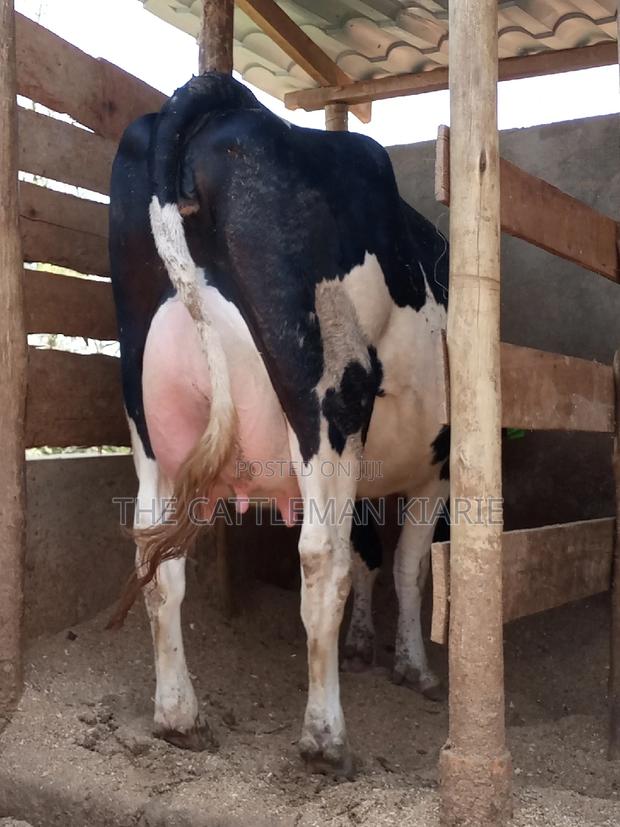 Dairy Pedigree Cows for Sale - thumbnail 5